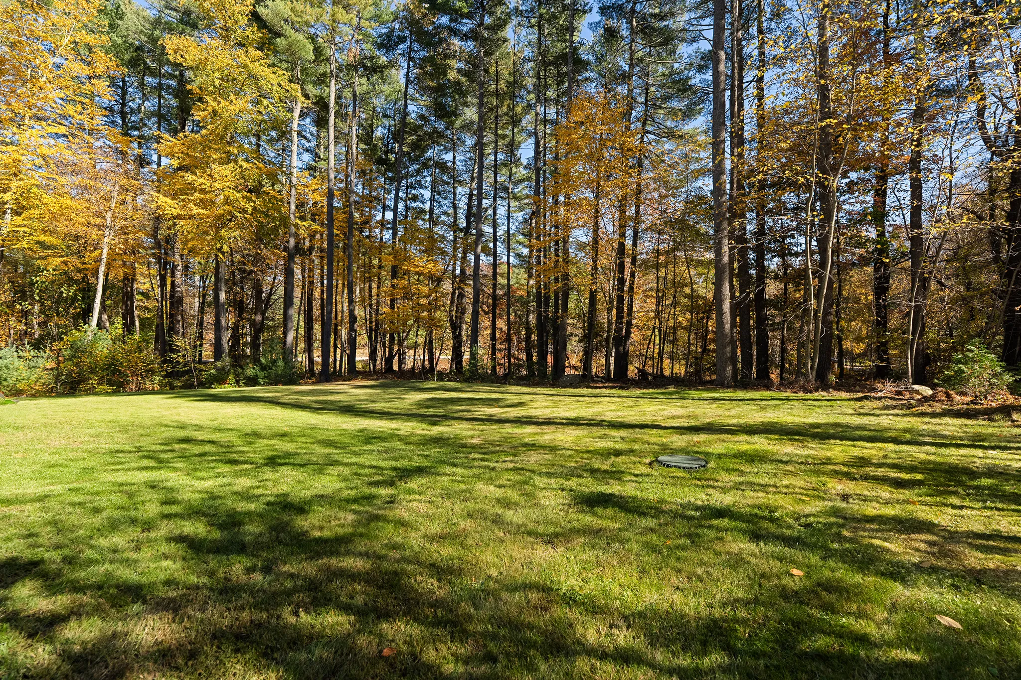 A grassy yard with a dense forest of trees displaying fall foliage under a clear sky.